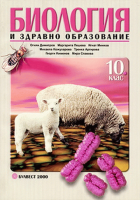 Корица