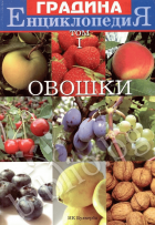 Корица