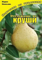 Корица