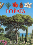 Корица
