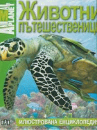 Корица