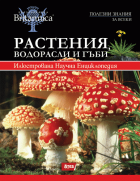 Корица