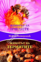 Корица