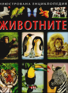 Корица
